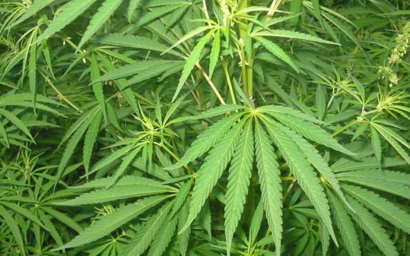 Dispelling myths about medical Marijuana use