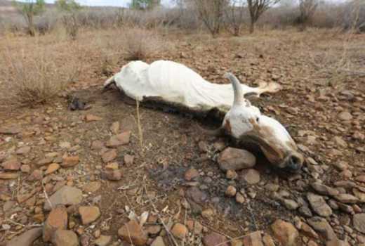 Drought forces pupils out of school