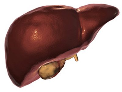 Healthy liver, disease-free life