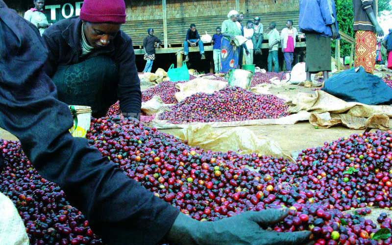 Leaders give co-operative societies go-ahead to sell coffee to Italy
