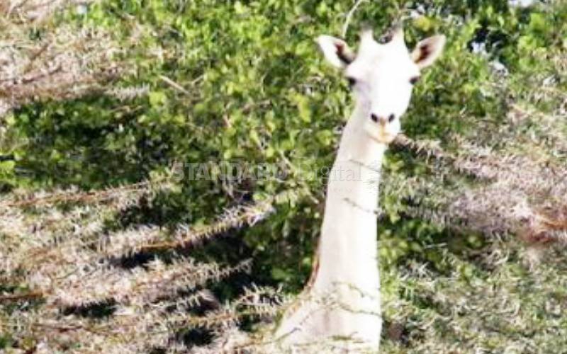 Only female white giraffe gives birth, adding numbers to three in Kenya