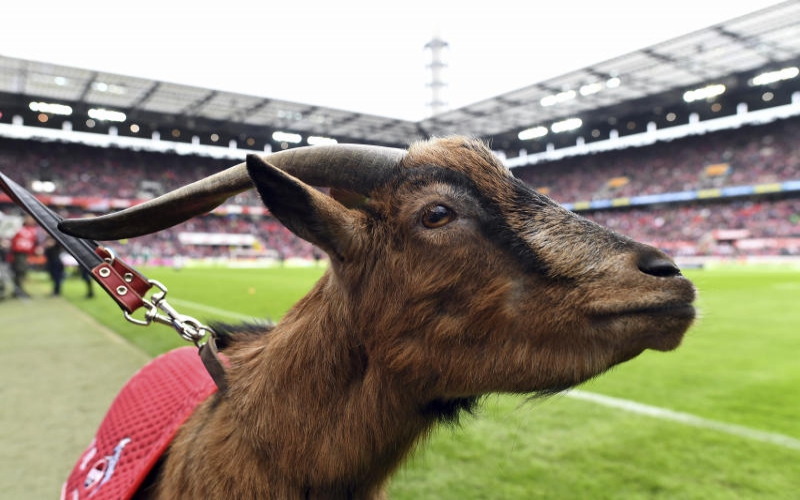 Popular football club mascot, 12-year-old goat retires
