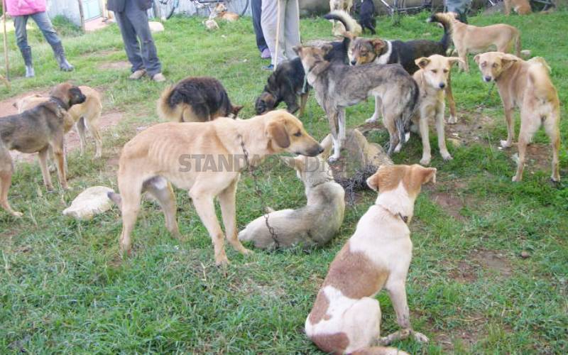 Punish county officials for mistreating dogs