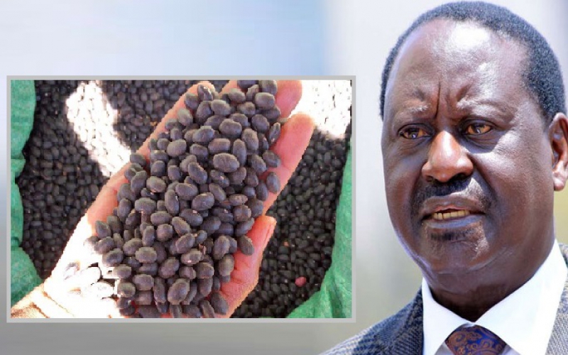 'Raila' bean to grace cereal dishes menu