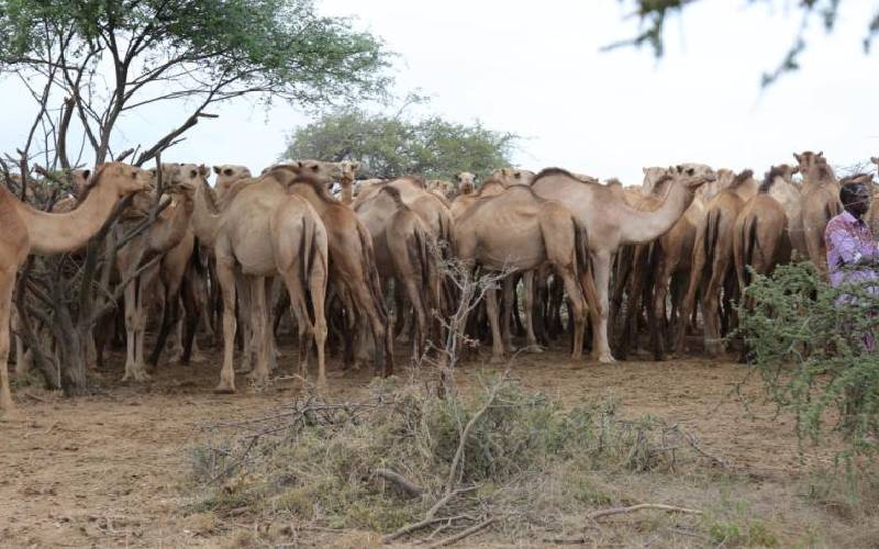 Residents slaughter 20 camels to avenge farmer's murder