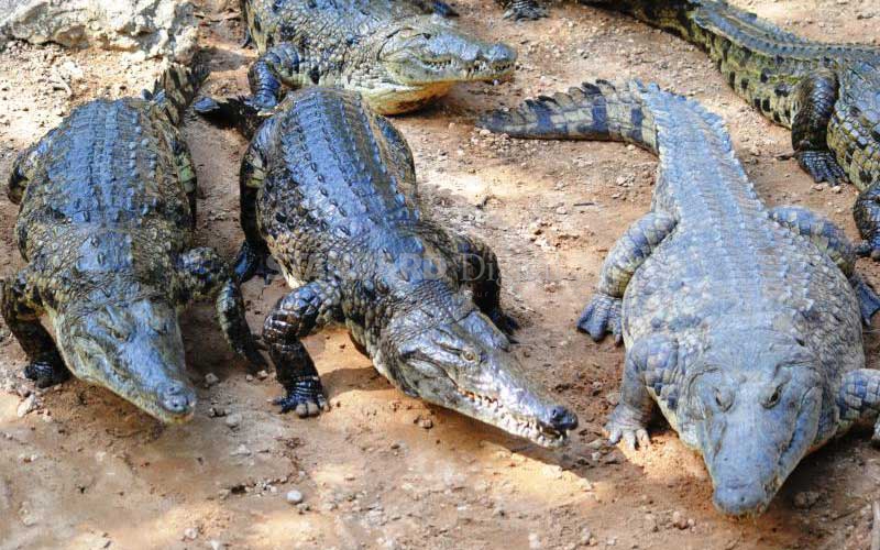 Rangers arrested for 'killing, feeding man to crocodiles'