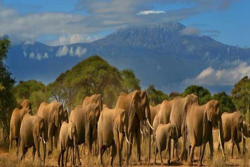 The Standard Group joins the run to save the Tsavo