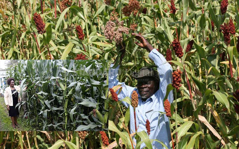 Traditional crops puff hopes for climate resilience