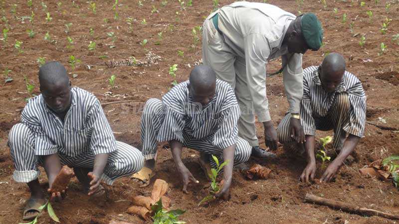 Use prisoners to plant trees, MP tells Government