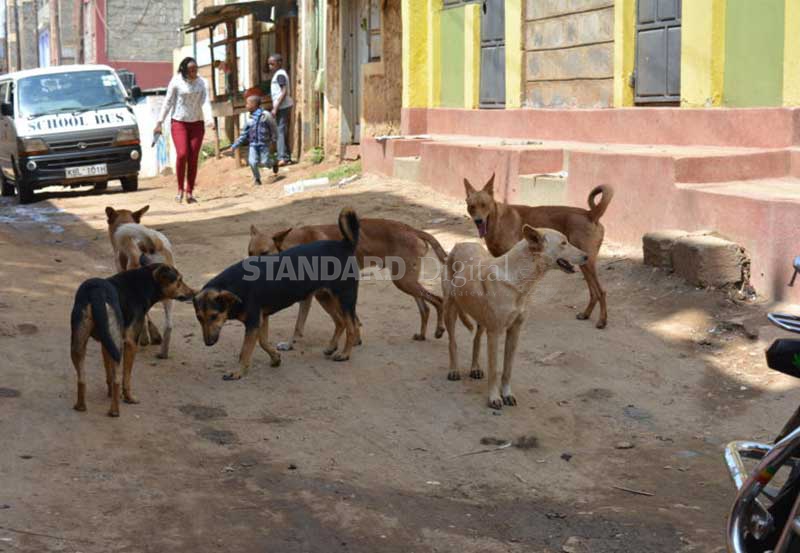 Villages lose animals to pack of rabid dogs