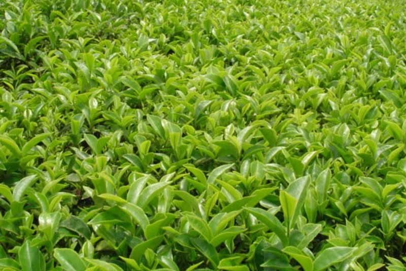Why mechanising tea production could pay