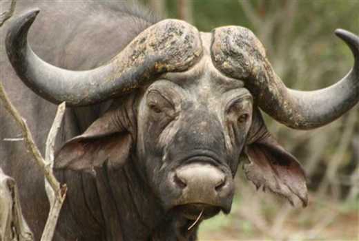 Woman killed by buffalo in ranch