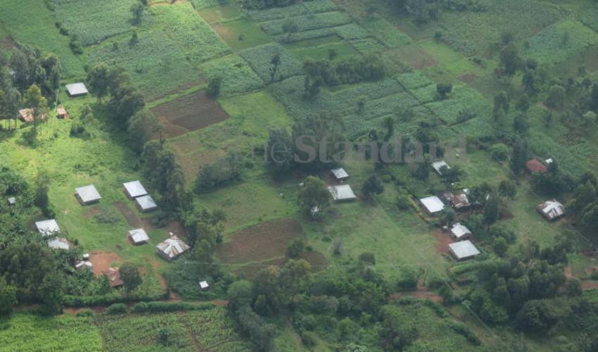 Trees, trees everywhere, but few in Nyanza
