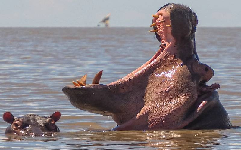 hippopotamus attack