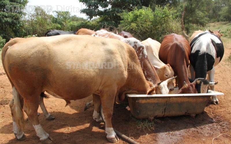 For healthy flock, water is supposed to be supplied ad lib ...