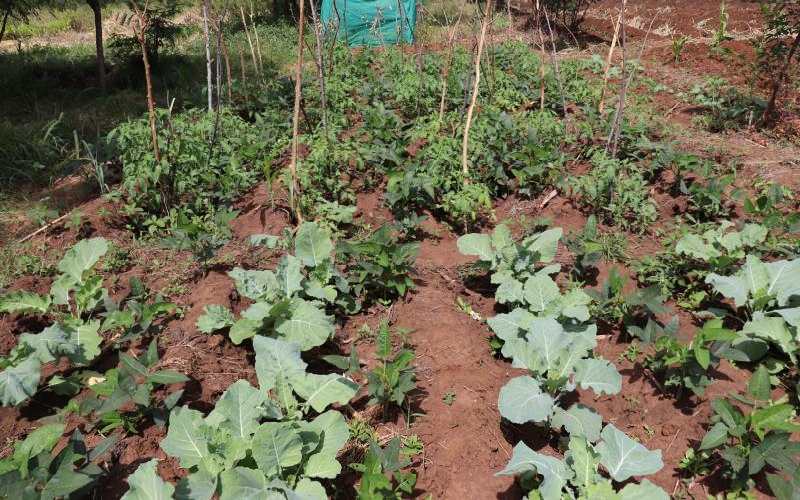 Water pans bring hope to farmers in dry areas