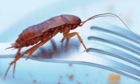Women are more allergic to roaches than men