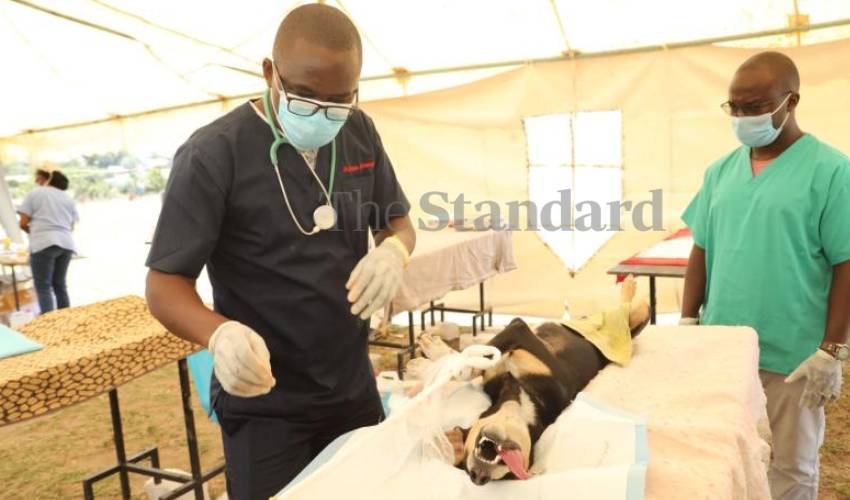 You will spend Sh20,000 to treat rabies