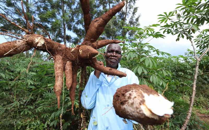 GM CASAVA Approved in Kenya