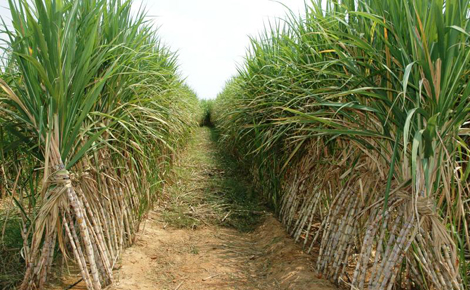 Sugar production in Uganda expected to go up by 12pc in 2015