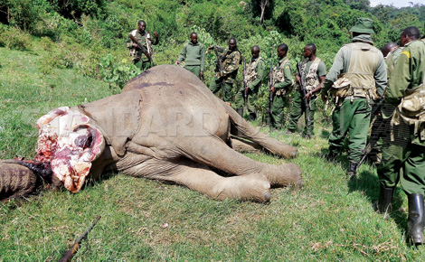 Civil servant with state security behind rhino, elephant slaughter