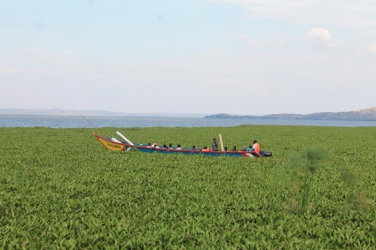  NYS to remove water hyacinth in Lake Victoria