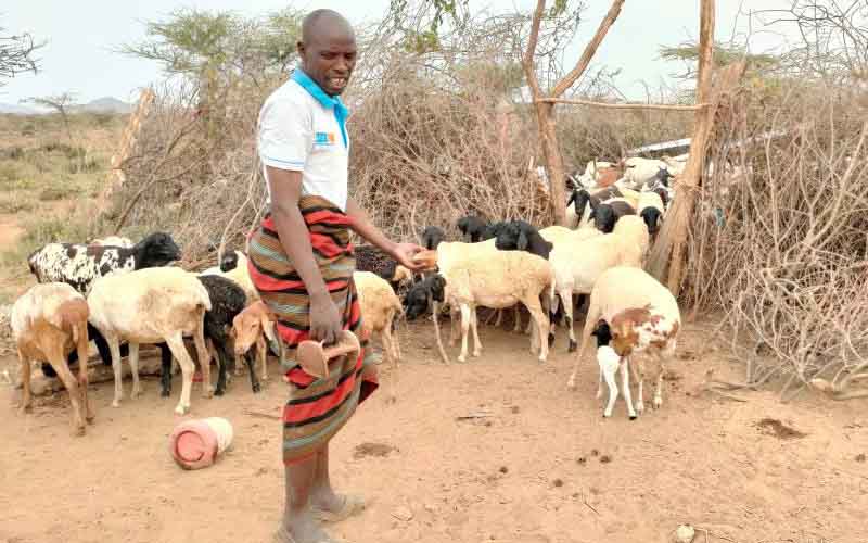 Arid and Semi-Arid Lands lose 50 per cent of livestock to drought