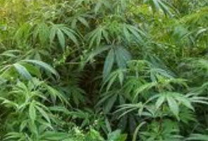 Farmer arrested after bhang was found in his greenhouse