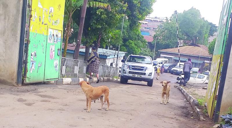 Castrate your dogs to control population