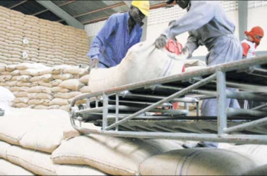 Cereals agency told to release maize to millers
