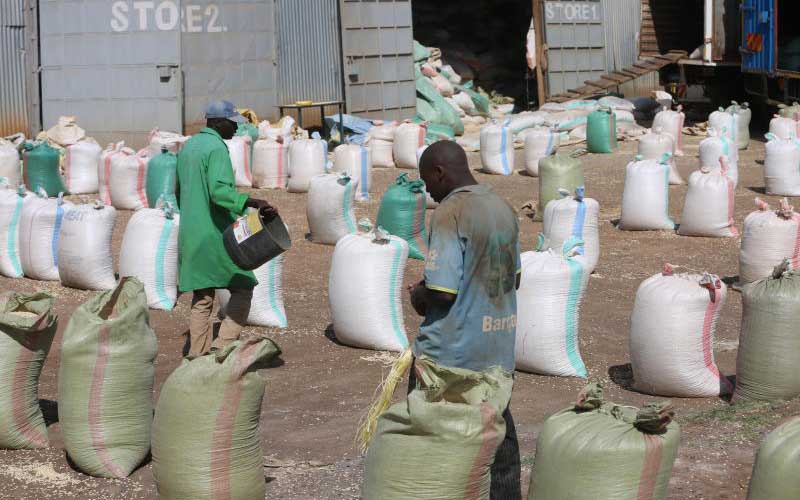 Cheap maize imports blow to local farmers