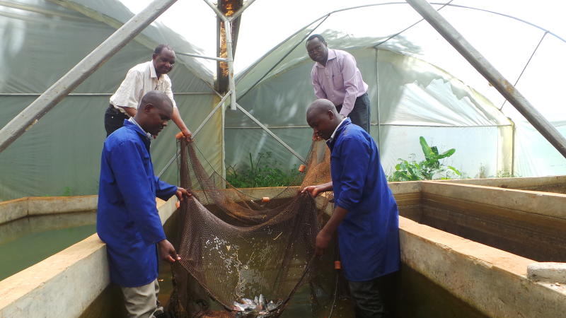 Counties out to lease factories as clients keep off pond fish