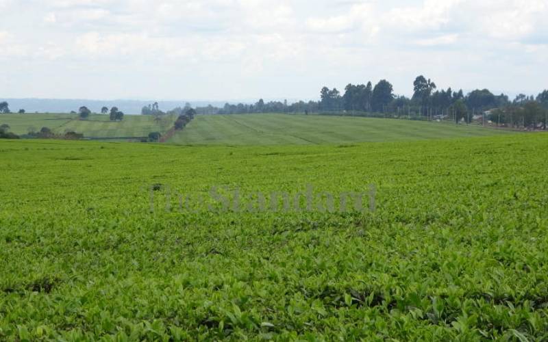 County leaders oppose plans by Unilever to sell Sh500b tea estate