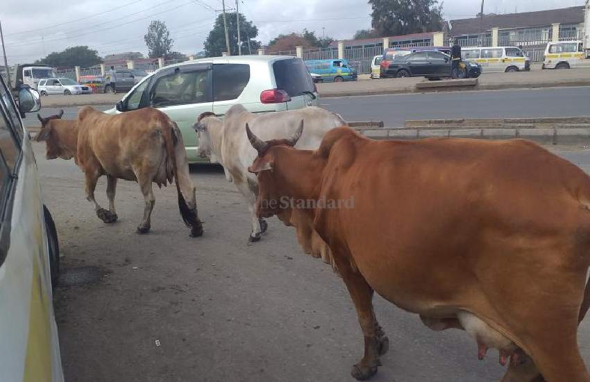 Cows roam freely along Outer Ring Road, Nairobi 
