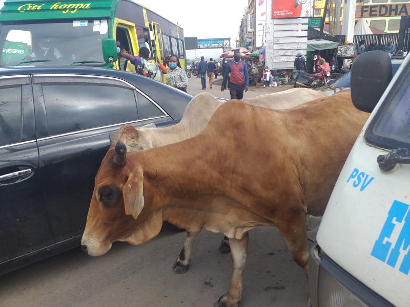 Cows roaming along Outer Ring Road, Nairobi 