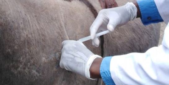 Dogs, Donkeys vaccinated in anti-rabies campaign