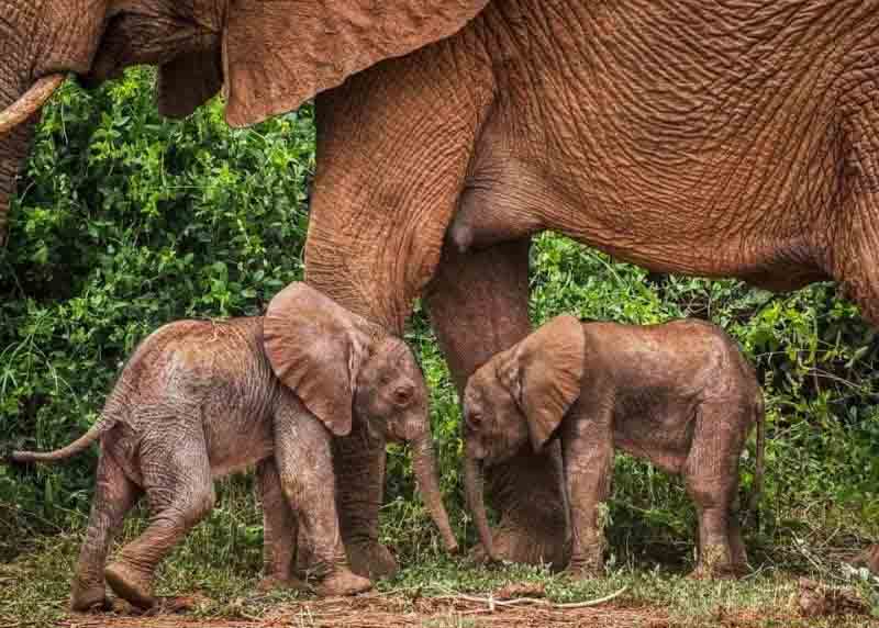 Rarity: Kenyan elephant gives birth to twins