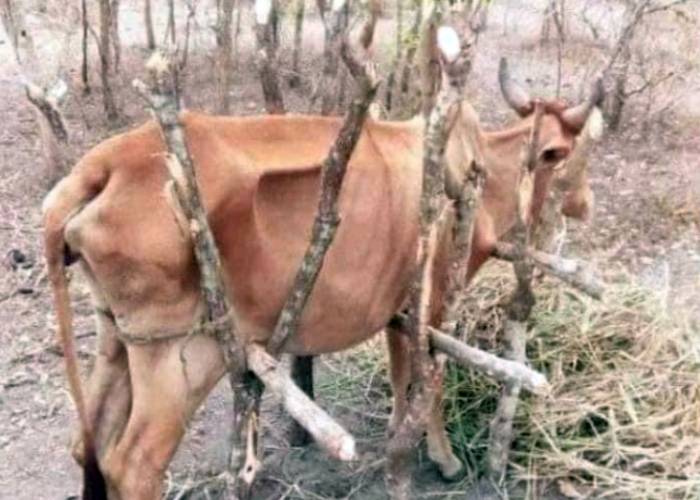 Drought: Cows supported by twigs in Garissa so that they can stand to feed