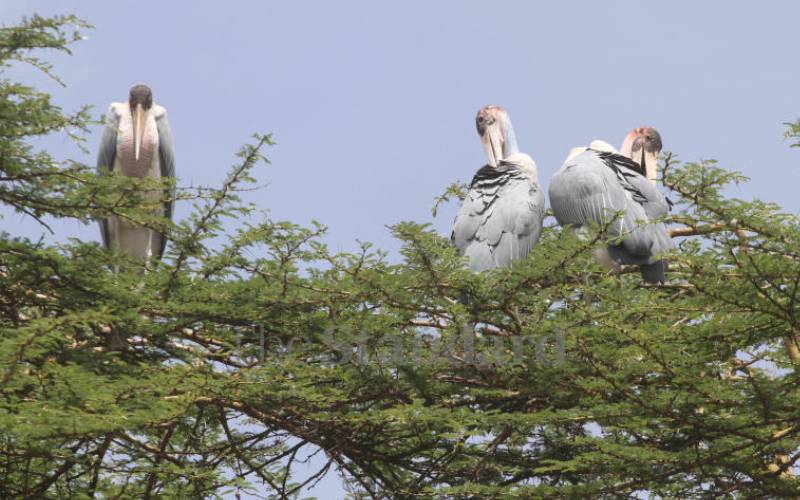 Nesting marabou storks were left homeless.