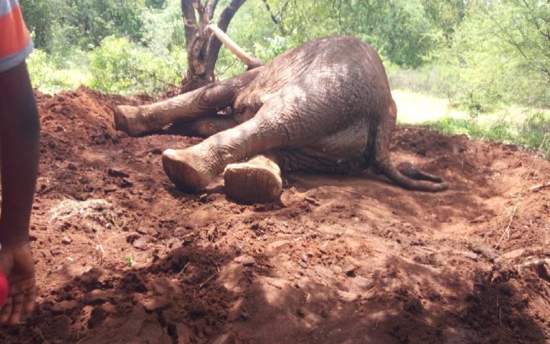 Elephant dies in Taita Taveta 