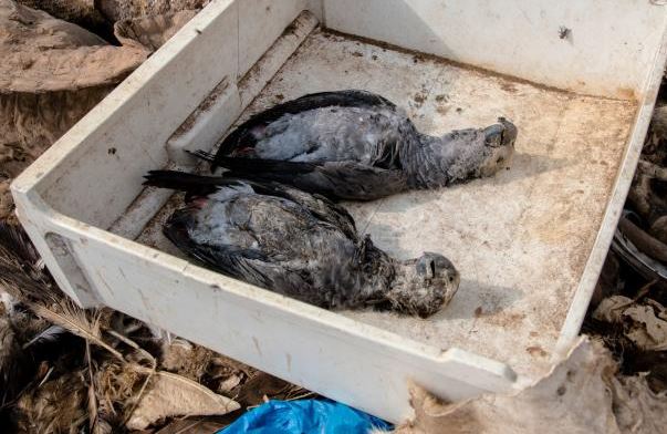Expert raises alarm over sale of grey parrots in West Africa