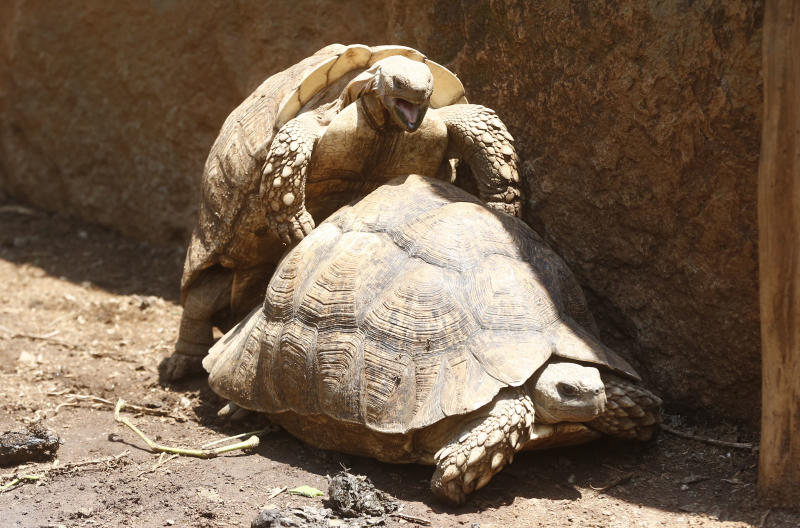 Mogotio rescue centre for tortoises
