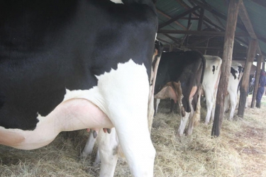 Farmers should not use antibiotics to promote growth in livestock