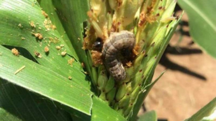 Firm partners with multinationals to fight destructive fall army worm 
