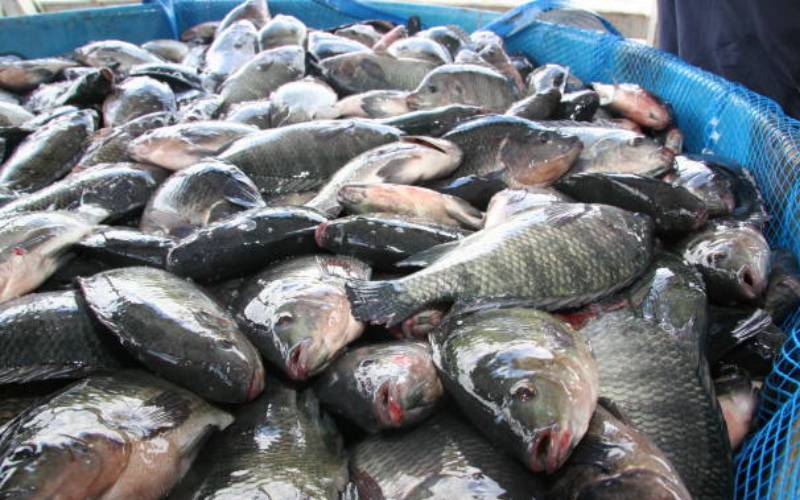 Fish worth Sh200 million rotting in Busia