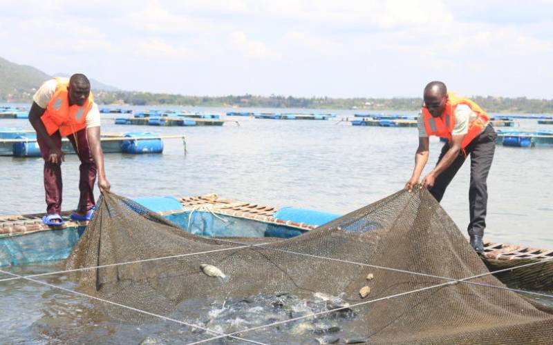Fishermen dream big with fish cage farming - The Standard