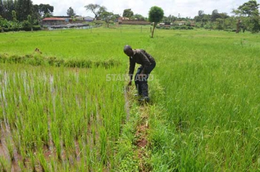 Floods likely to cause low rice yields at Mwea scheme