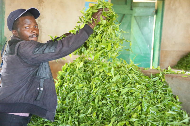 Focus on tea firms' bosses in new law