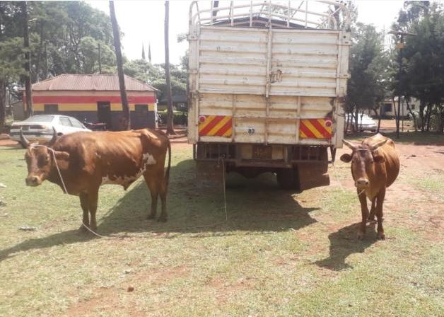 Four arrested over livestock theft