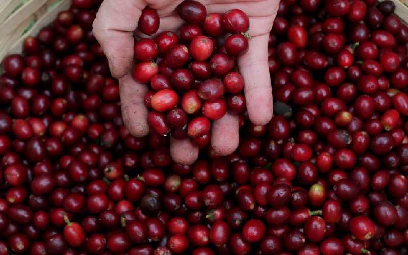 Freak frost hits heart of coffee belt, damaging crops